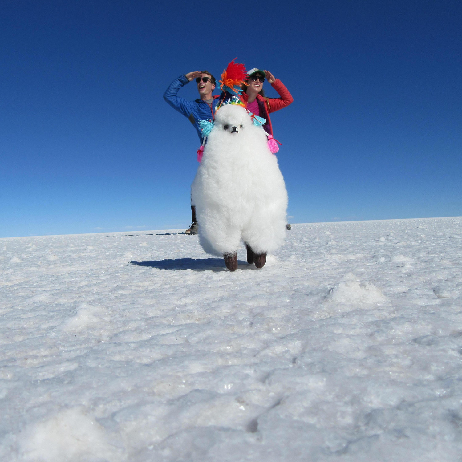 Llama riding in Antarctica.