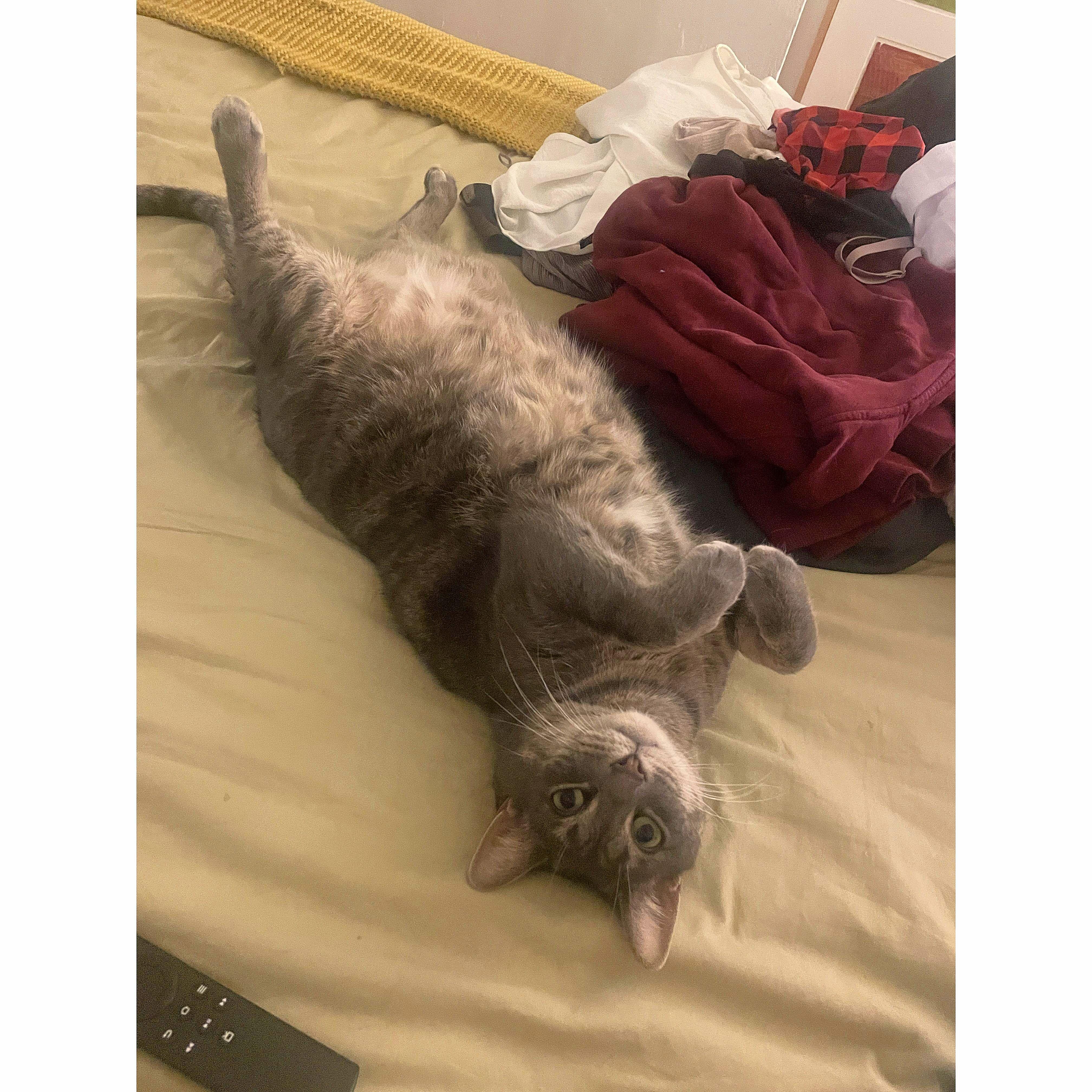 wants belly rub