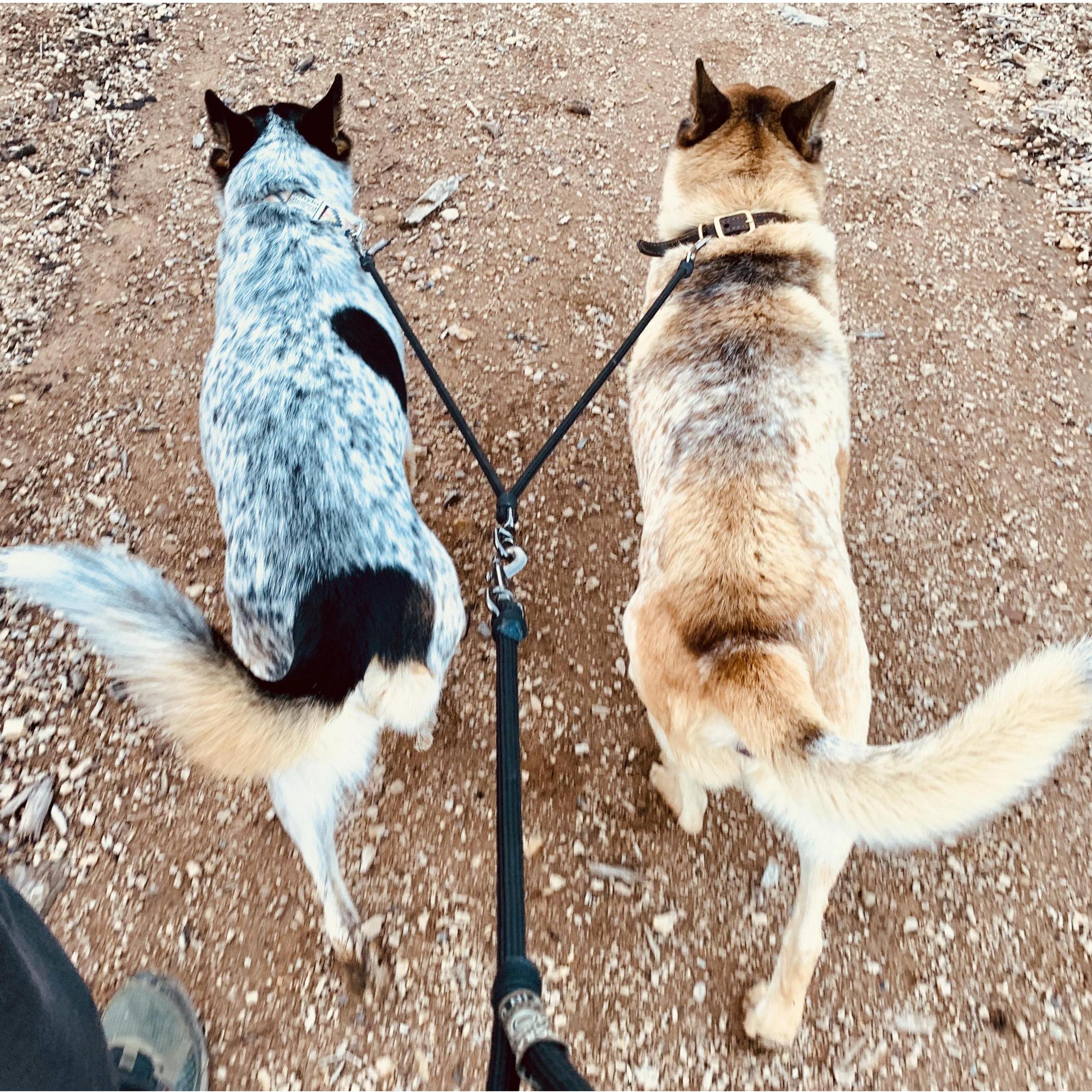 Shylo and his Dad, Pi