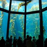 Monterey Bay Aquarium