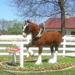 Grant's Farm