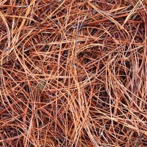 Pine Straw