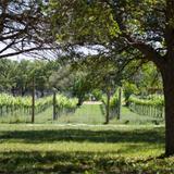 Solaro Estate Winery