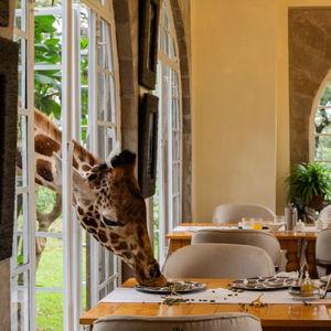Our Stay at Giraffe Manor