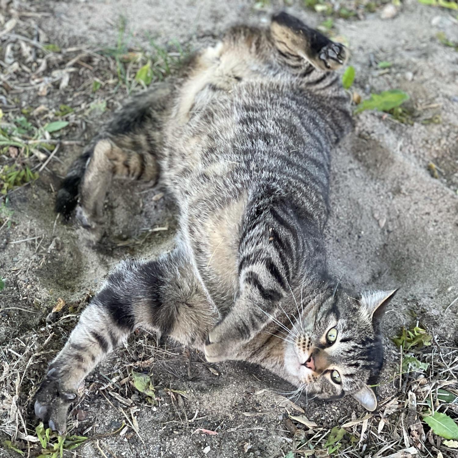Herbie is a goofball just like us