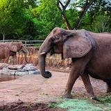 Zoo Atlanta