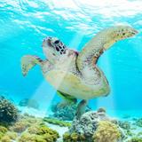 Akumal lagoon snorkeling