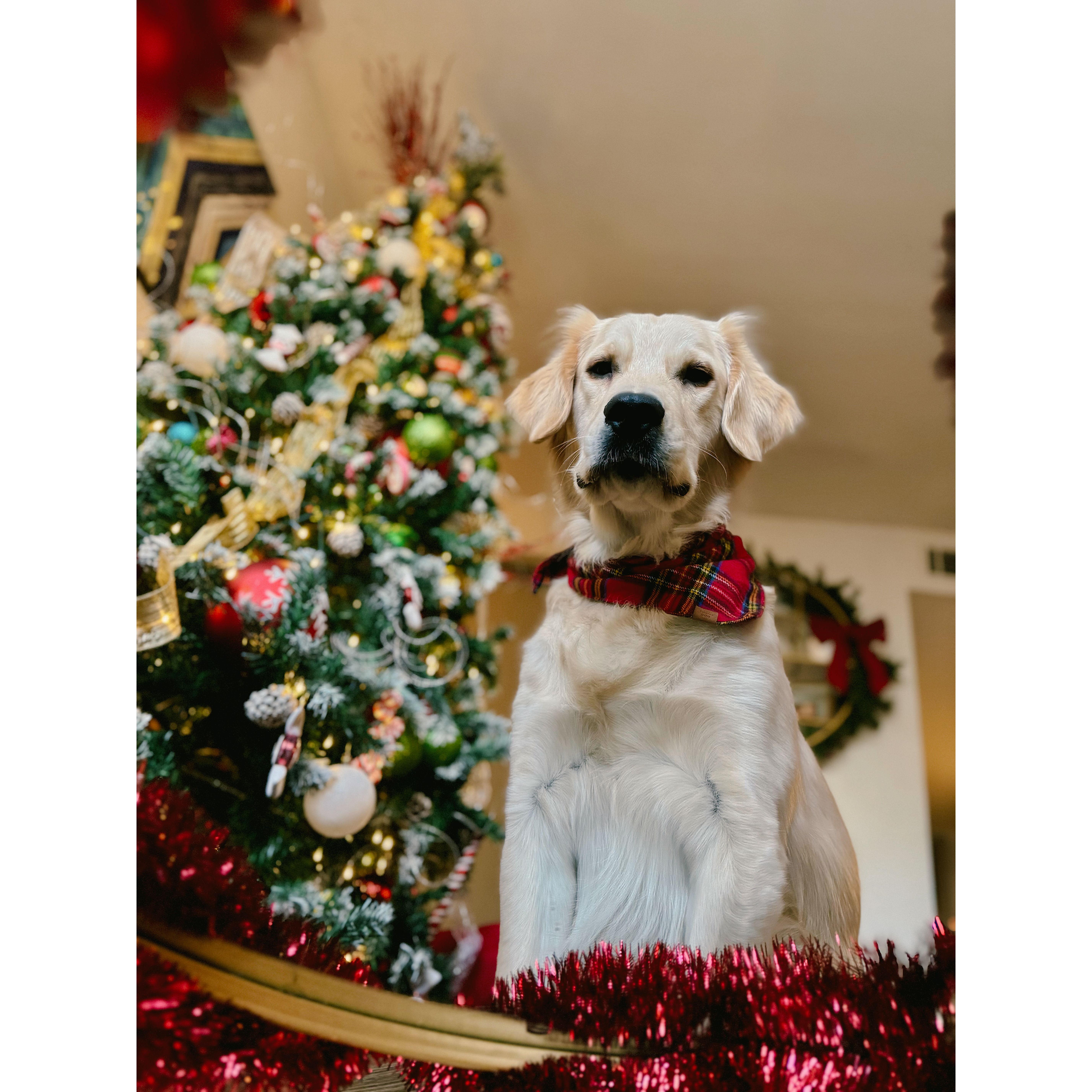 His Christmas photoshoot.