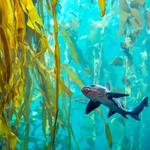 Monterey Bay Aquarium