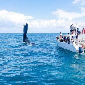 Whale Watching Costa Rica