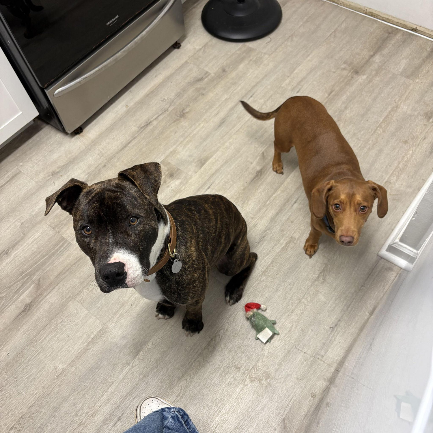 Our two boys, Rocko and Koda