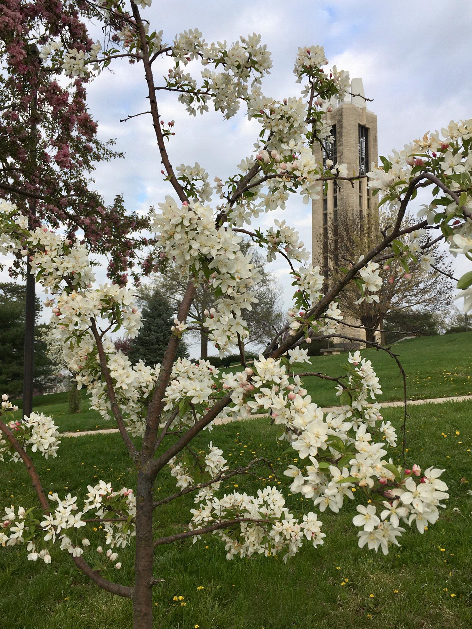Campanile bell tower in April.