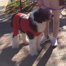 Roosevelt - our first Sheepadoodle to the group. He's big, fluffy and on so much fun.
