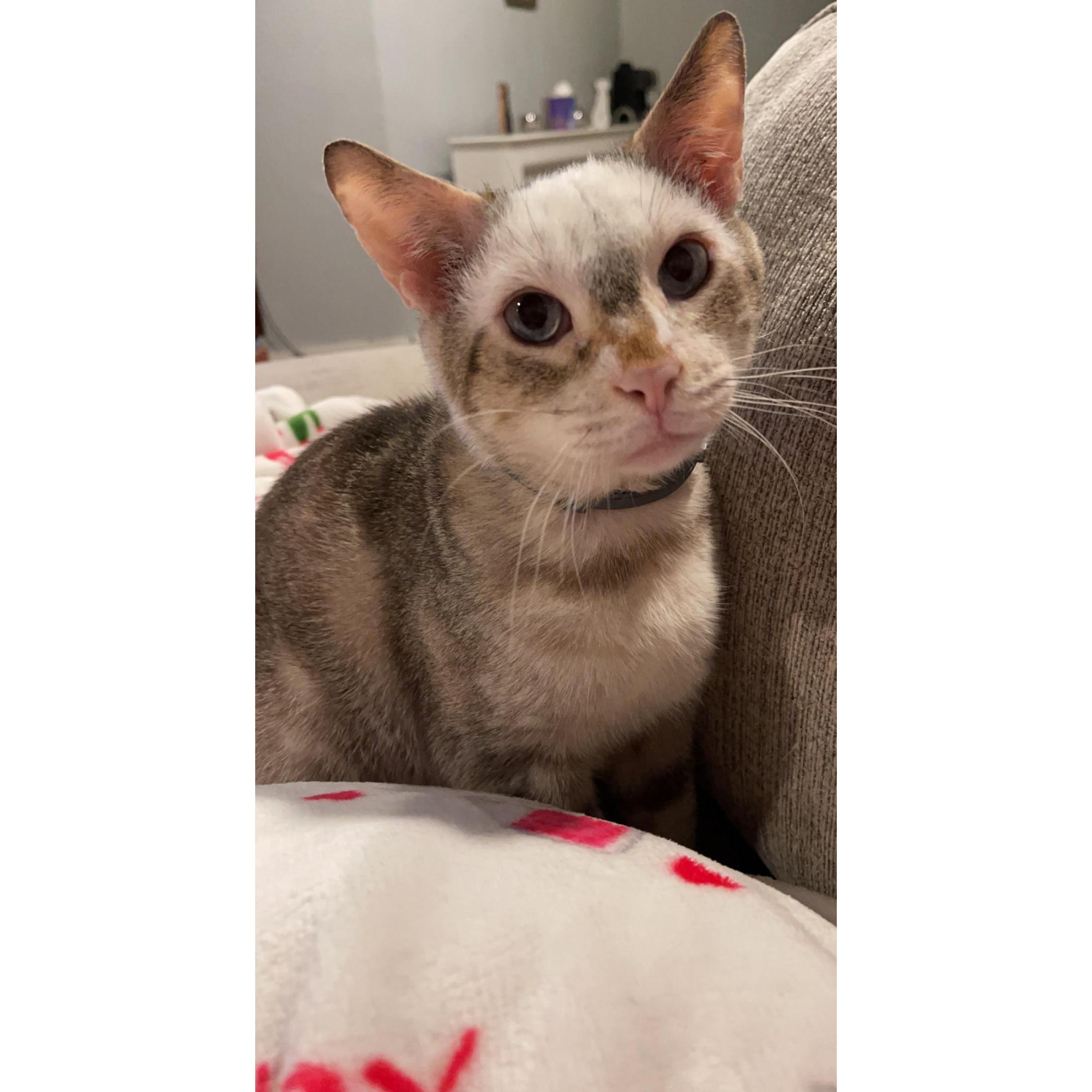 Our sweet boy O'Malley