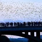 Austin Bat Emergence