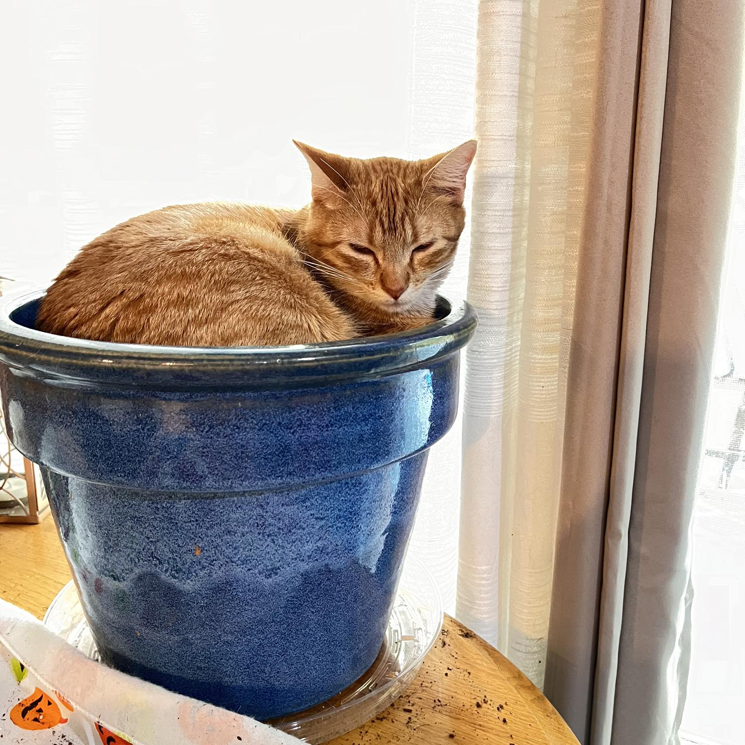 Bucky’s new bed!
