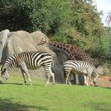 North Carolina Zoo