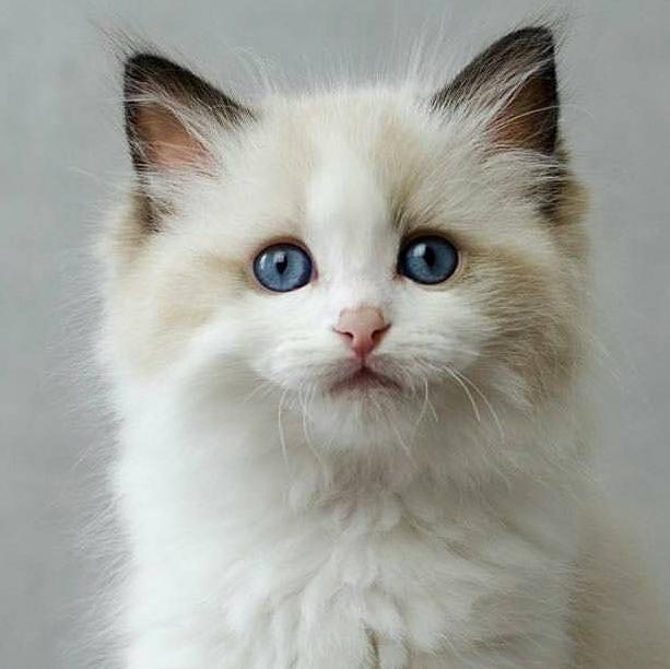 Kitten Fund