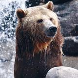 Grizzly & Wolf Discovery Center