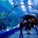 Audubon Aquarium