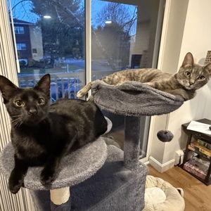 Year's Supply Of Cat Supplies