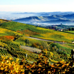 Wine Tasting