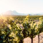 Wine Tasting