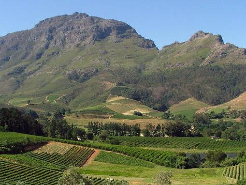 Wine Tasting In Franschoek