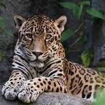 Houston Zoo