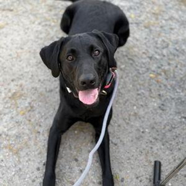 Luna Fund