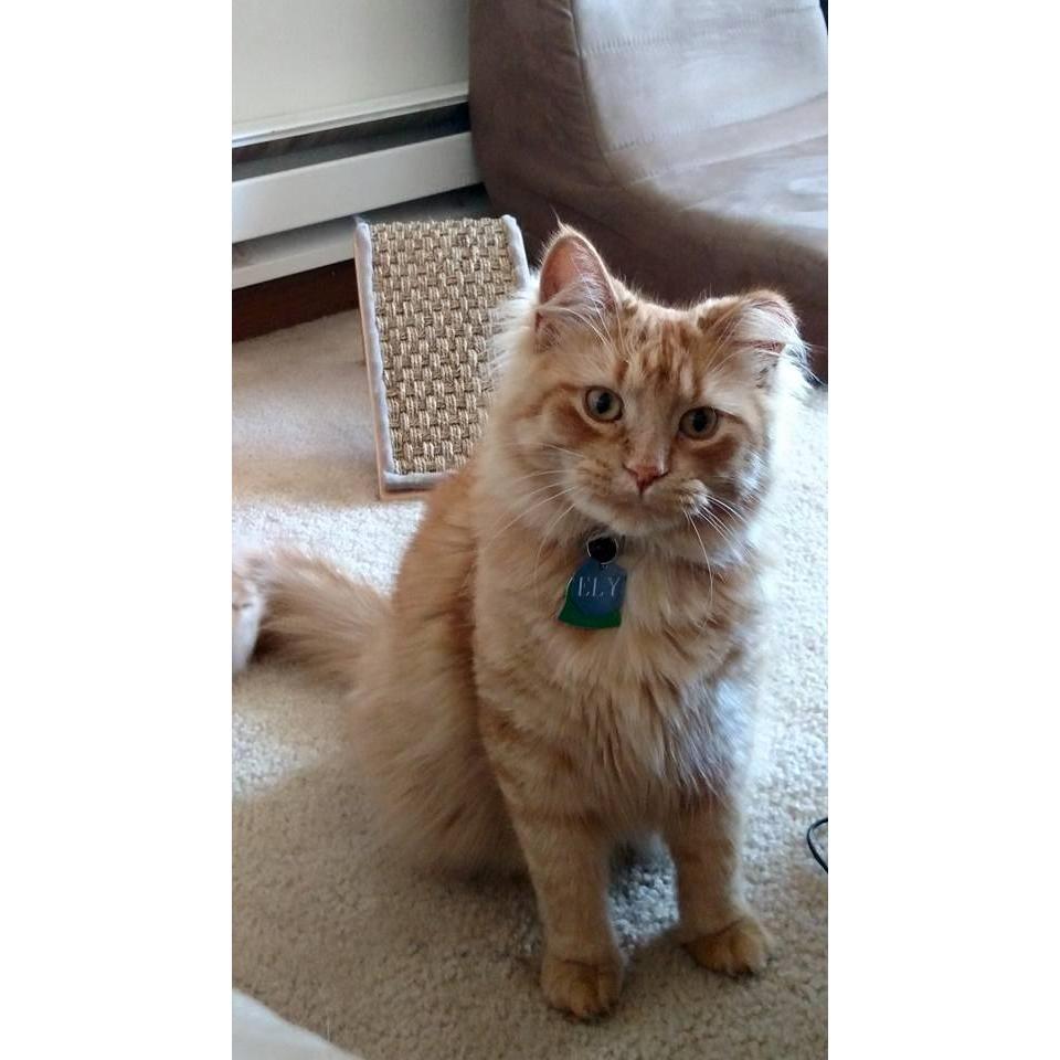 Our baby, Ely. Shortly after we moved in together we adopted him on January 21, 2015. As much as we both hate cats we ended up adopting one Jenn wasn't allergic to.