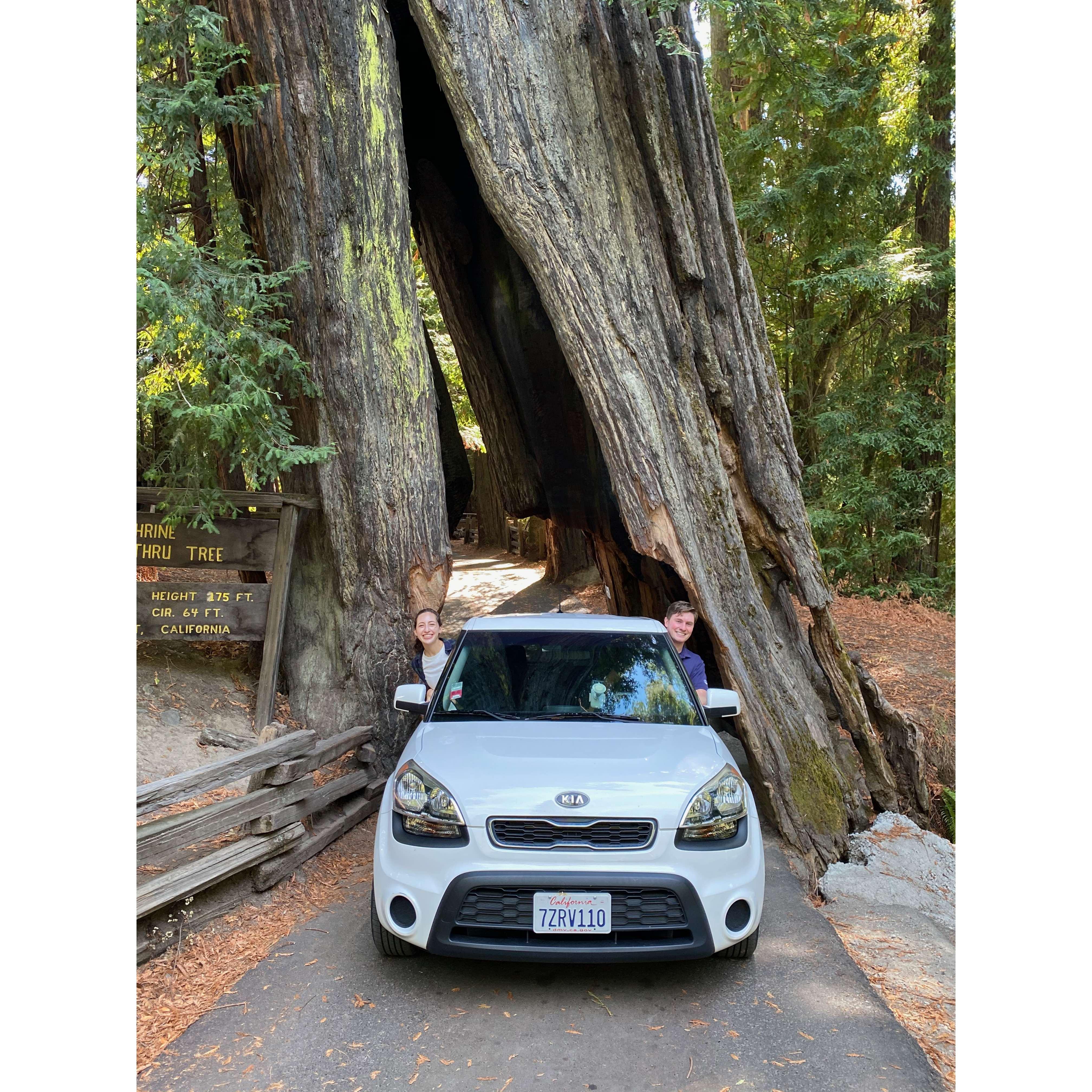 Driving through trees in Avenue of the Giants!