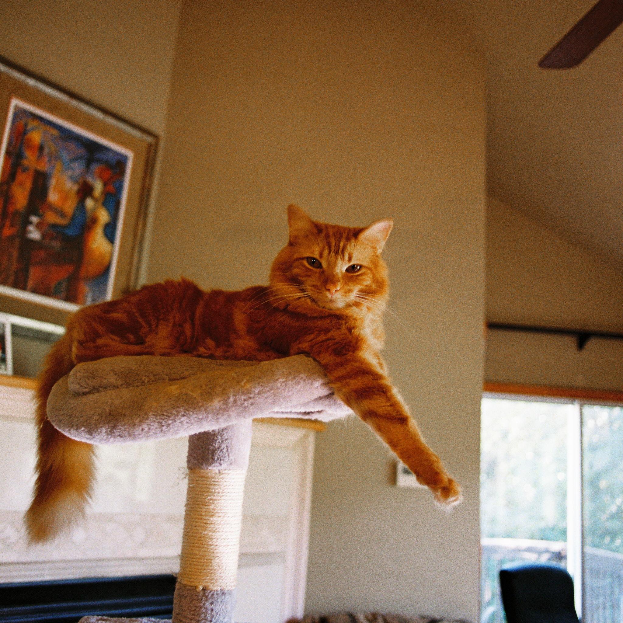 Cat! Cat found us while we were on a date, we brought him home and now he's part of the family :)