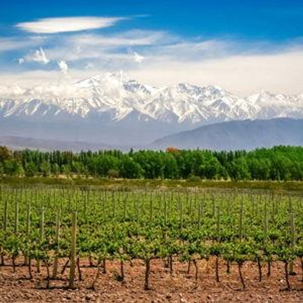 Honeymoon: Winery Tours and Meals in Chacras de Coria