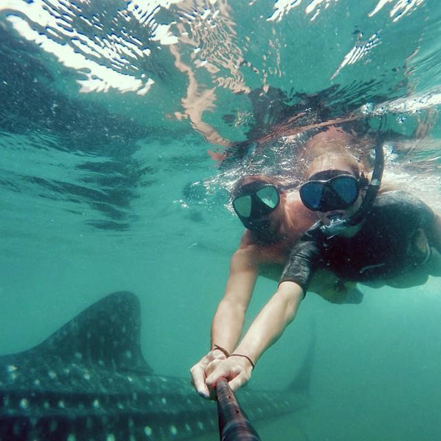 Swimming with Whale Sharks, La Paz, Baja, 2015