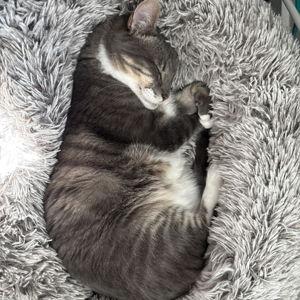 New Litter Robot for Grayson