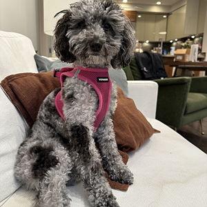 Frankie’s cheese fund