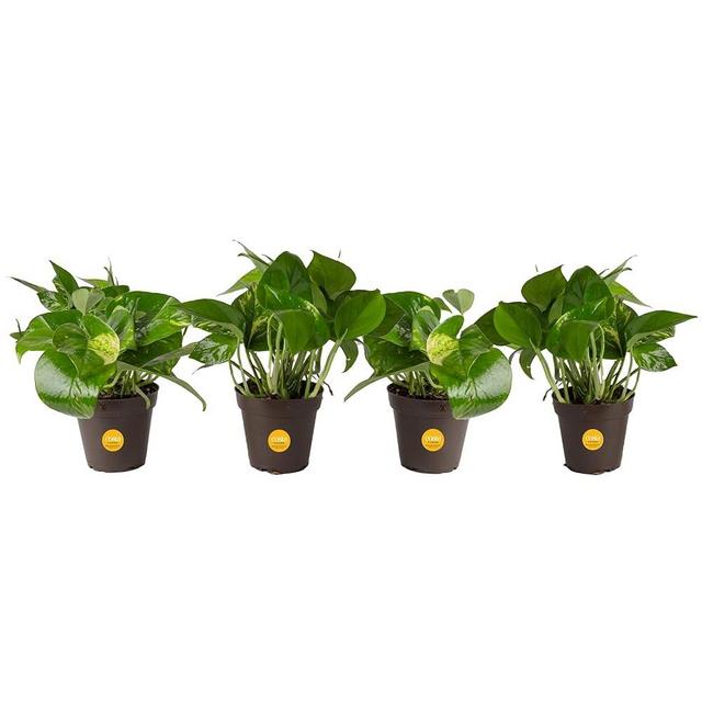 Costa Farms Easy Care Devil's Ivy Pothos Live Indoor Plant, 4-Inch, Grower's Pot - 4 Pack