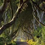 The Dark Hedges