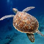 Snorkling at Sapphire Beach