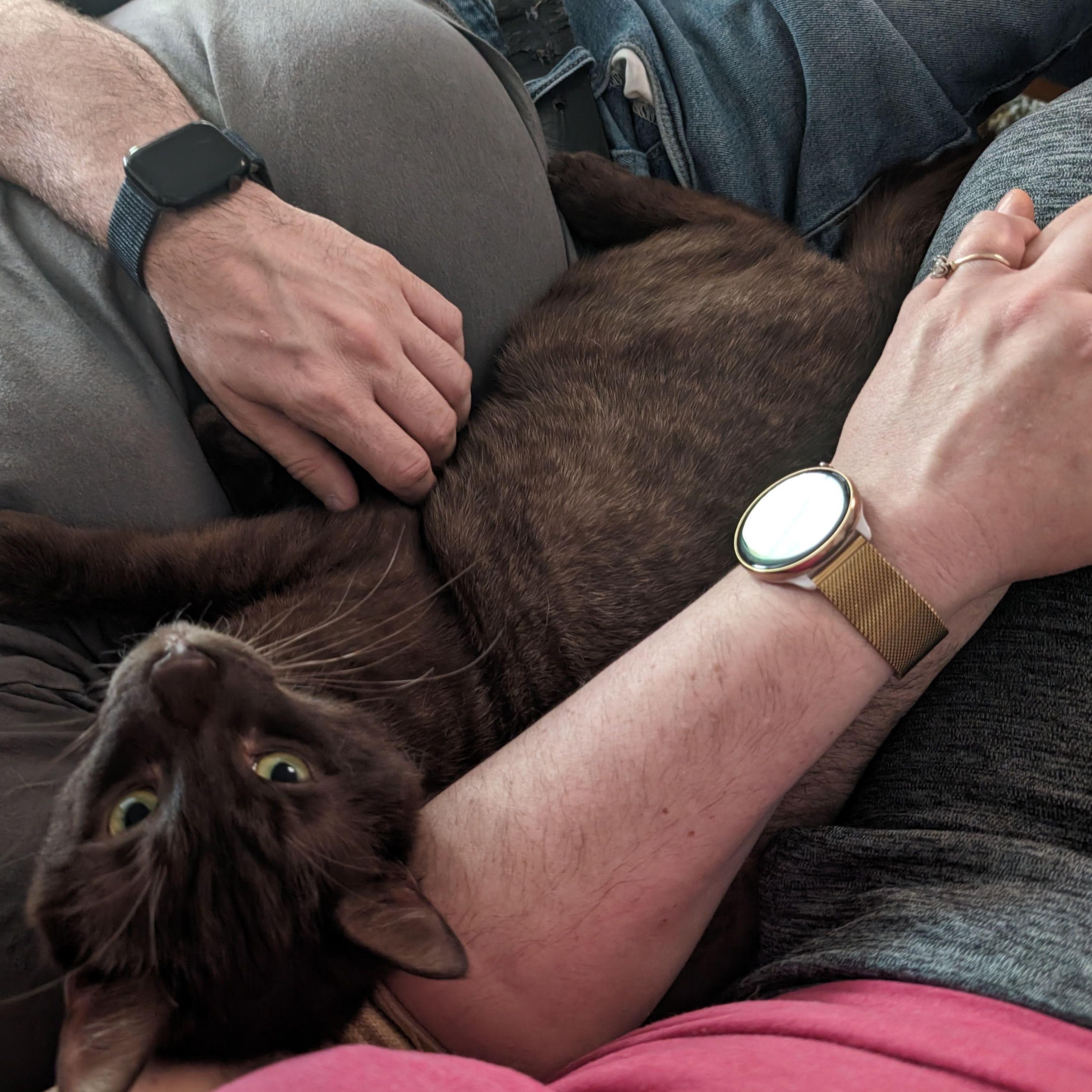Our cuddle kitty, Otter! He loves to be right next to (and on) us all the time. 😻