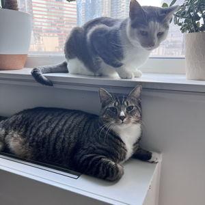 A Year’s Supply Of Cats Treats and Sitters for Harry and Ramen