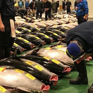 Toyosu Tuna Auction Tour