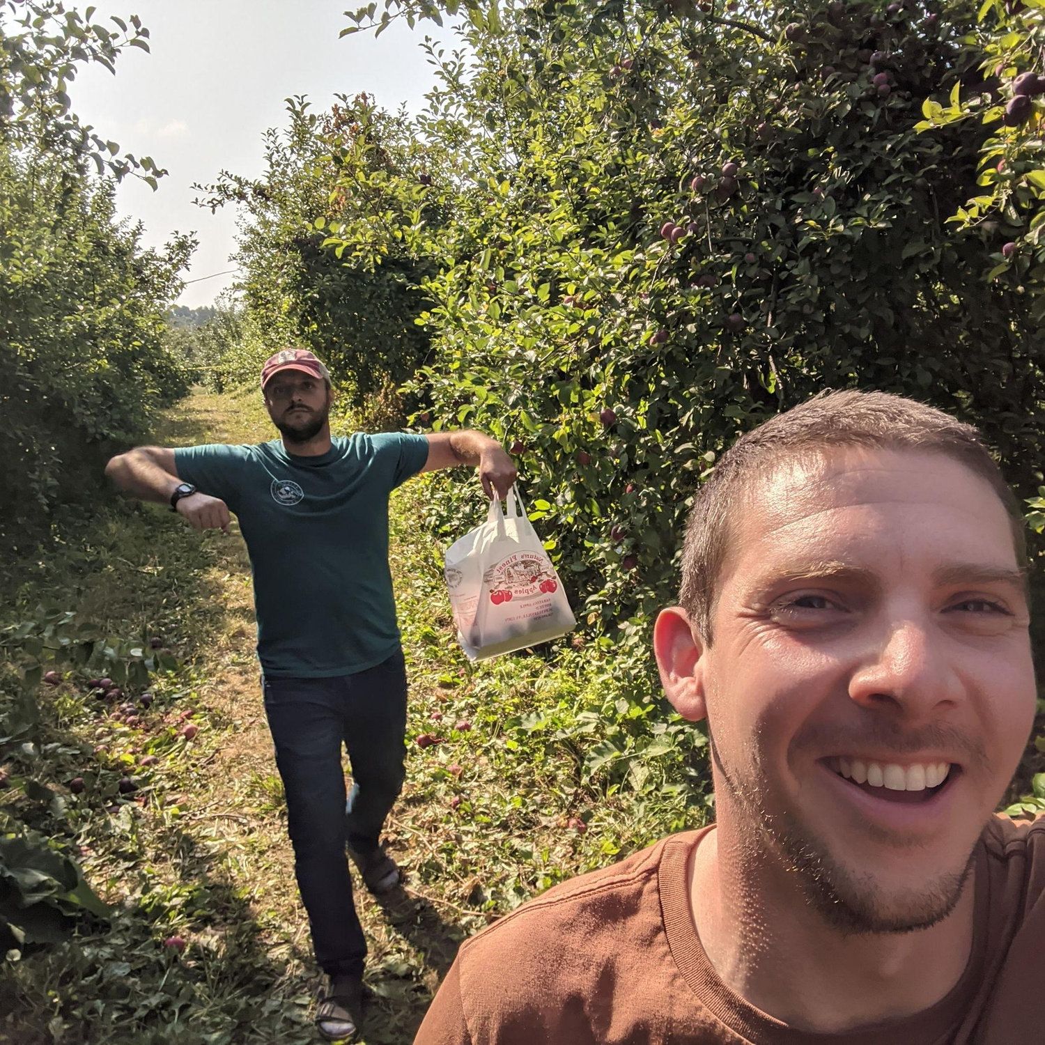 Apple picking in New York