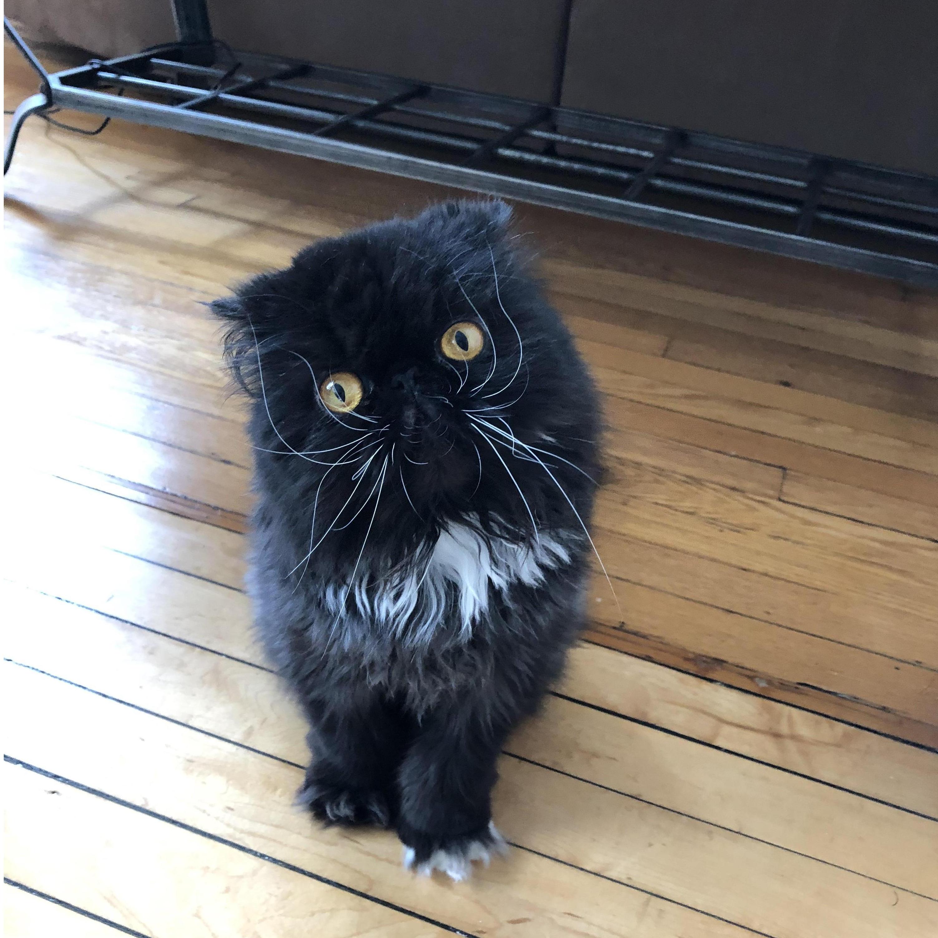 Bowie!