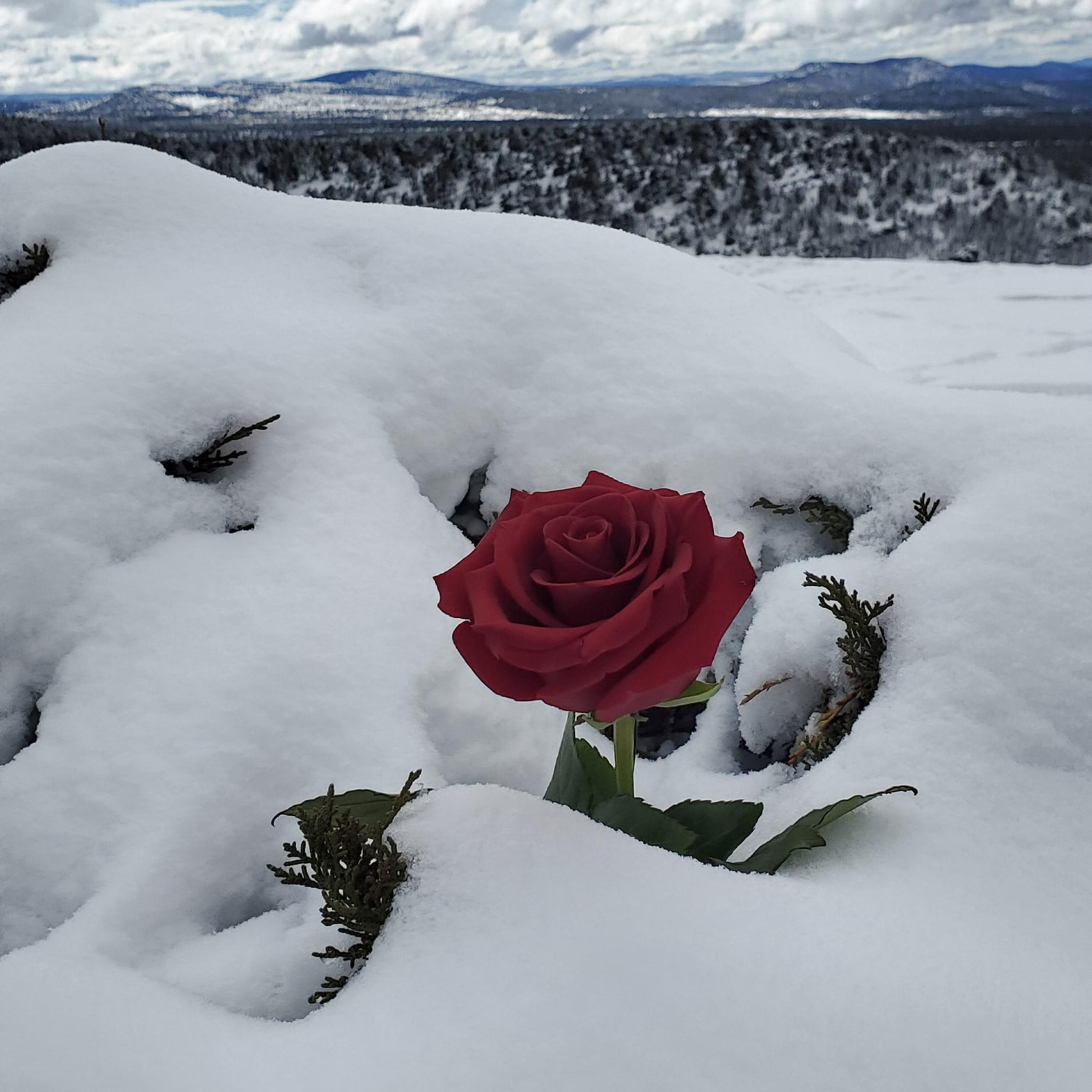 Photo op with Valentines Day Rose