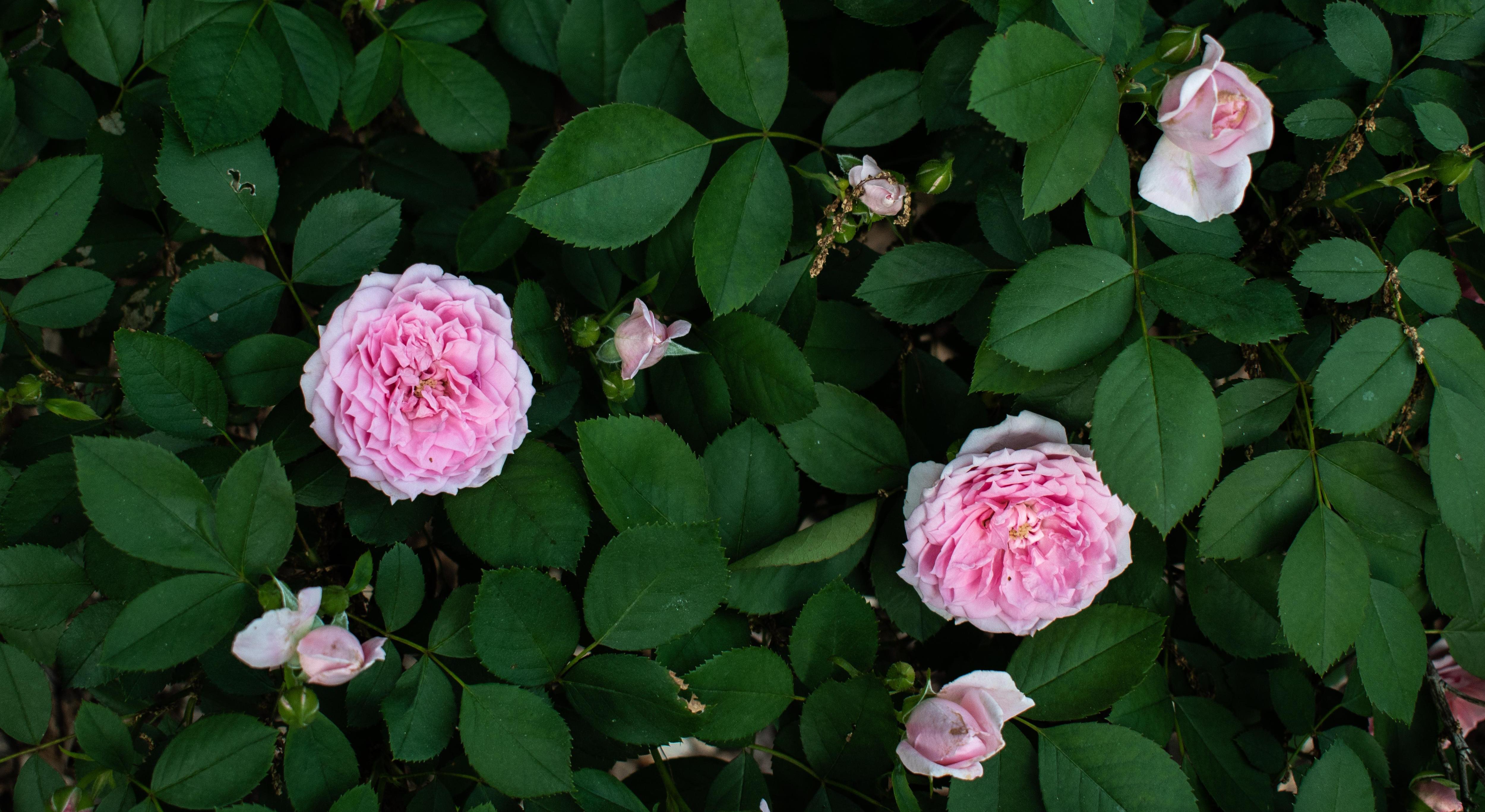 Footer image