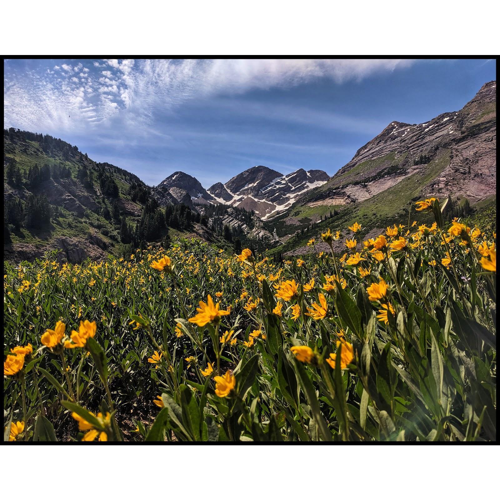Wildflowers and Summertime in Big Cottonwood