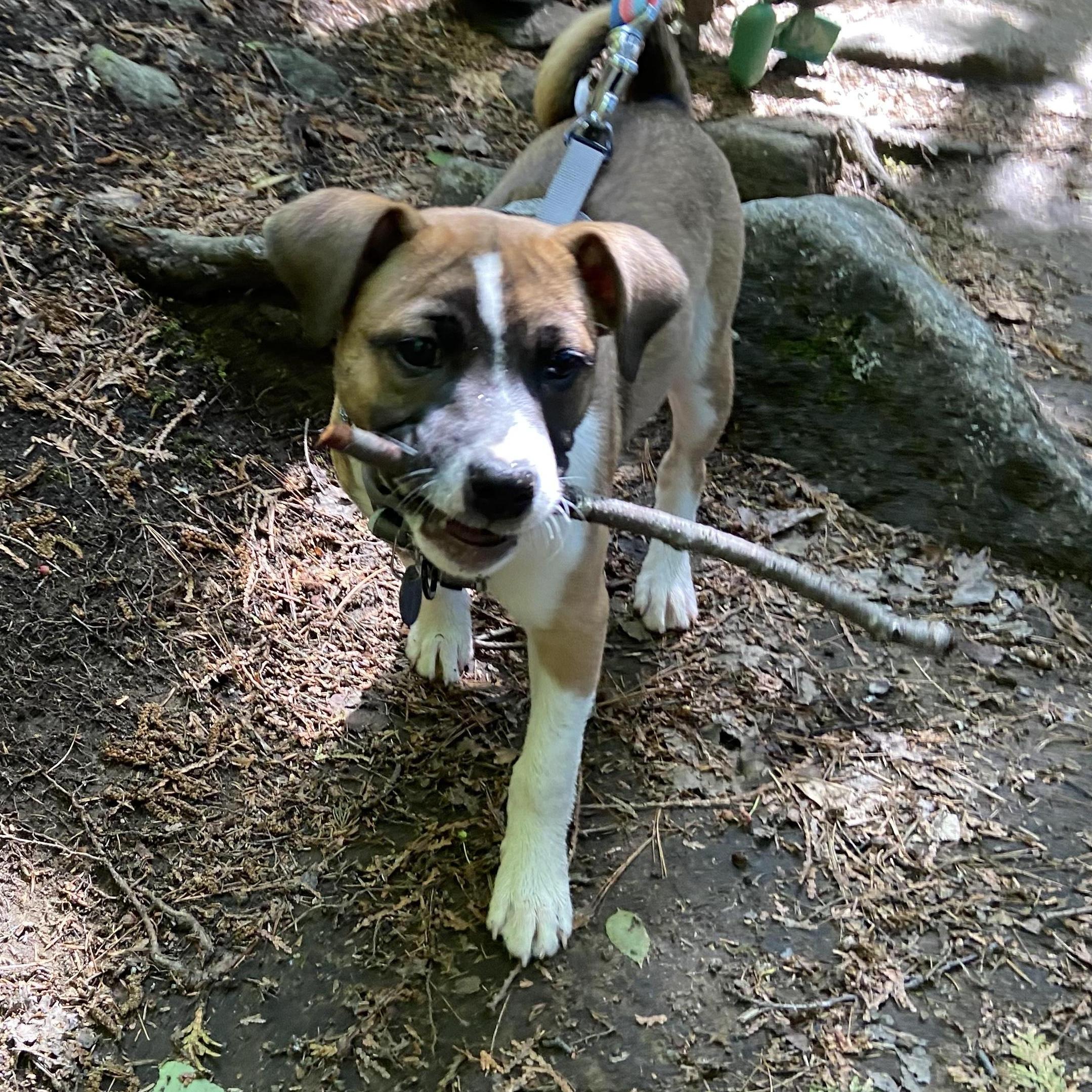 And then came Scout. Christina fell in love when she saw the post from OOTP that read, "If you're looking for a hiking partner, Wakely is your girl." And then there were three :)