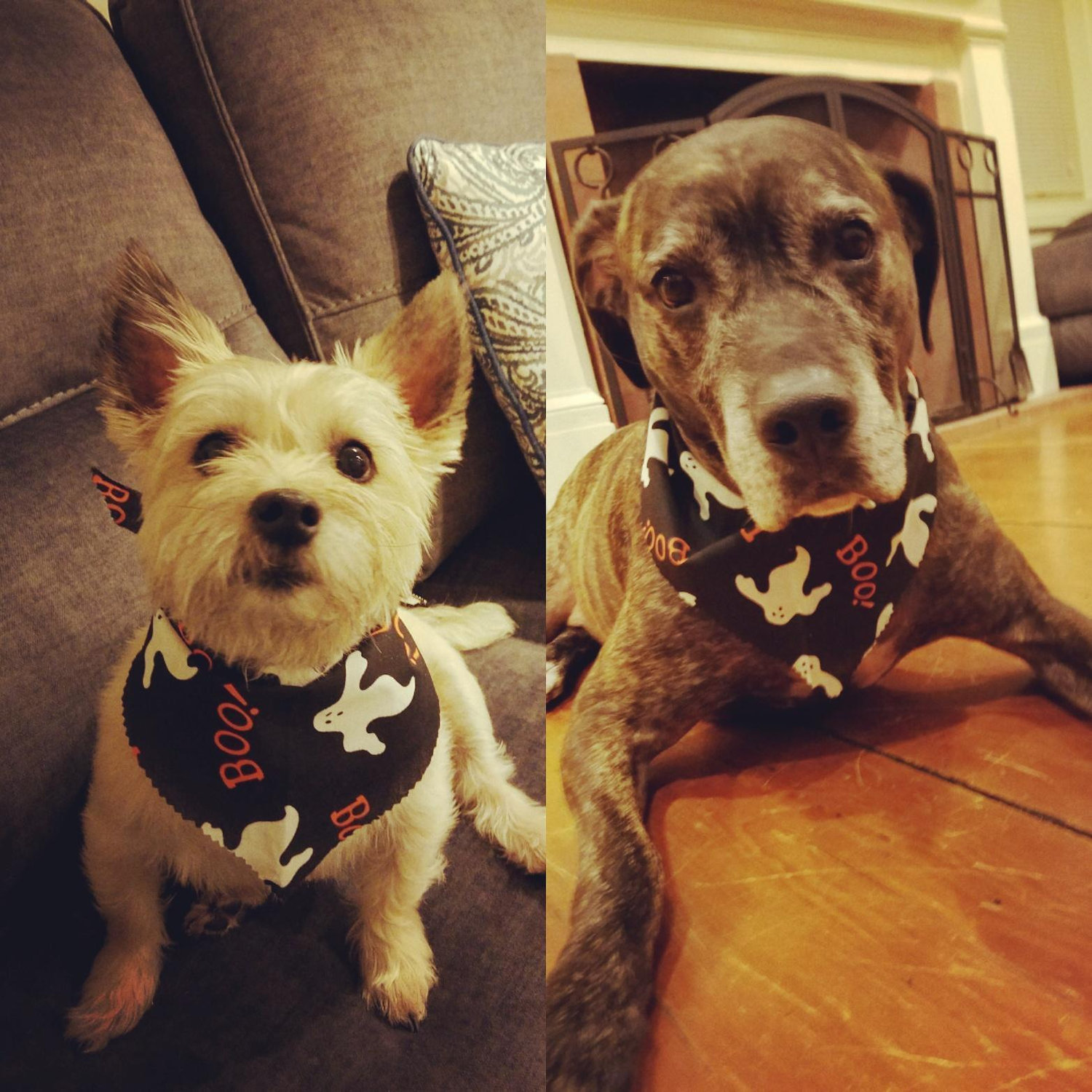 Our dogs, Molly and Jax